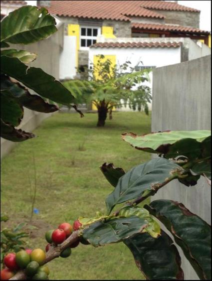Faial da TerraCasa Auri别墅 外观 照片